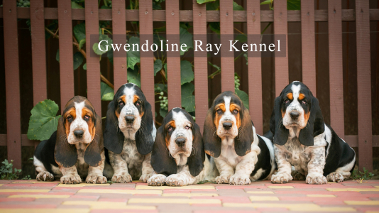 Питомник Gwendoline Ray: щенки от заводчика - фото 5