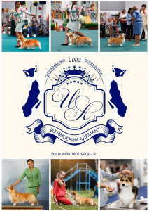 Питомник Из Империи Адамант: щенки от заводчика - фото 2