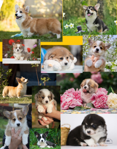 Питомник Из Империи Адамант: щенки от заводчика - фото 3