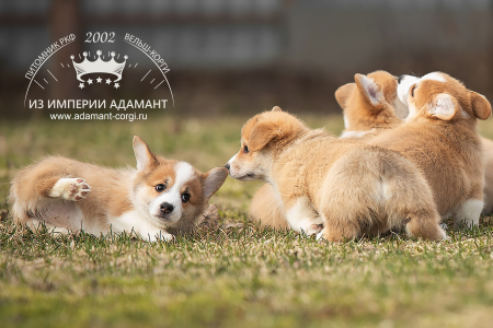 Питомник Из Империи Адамант: щенки от заводчика - фото 4