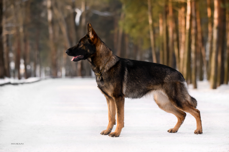 Питомник Фрай Винд: щенки от заводчика - фото 2