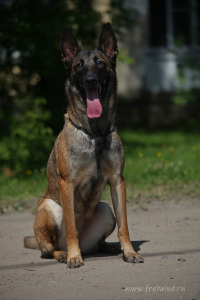 Питомник Фрай Винд: щенки от заводчика - фото 4