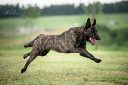 Питомник Фрай Винд: щенки от заводчика - фото 3