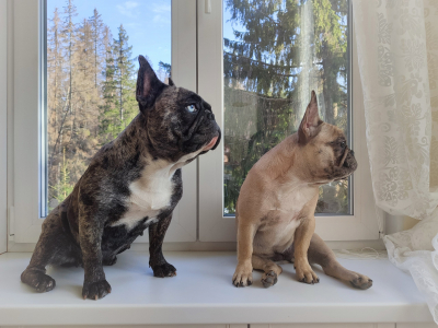 Питомник Винни-Пух: щенки от заводчика - фото 2