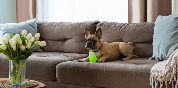 Питомник Винни-Пух: щенки от заводчика - фото 3