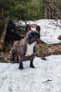 Питомник Винни-Пух: щенки от заводчика - фото 4