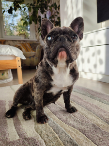 Питомник Винни-Пух: щенки от заводчика - фото 5