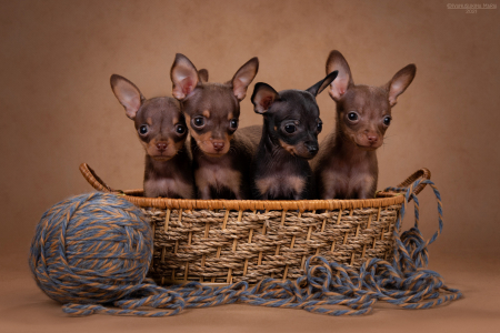 Питомник ТОТЕМТОЙ: щенки от заводчика - фото 2