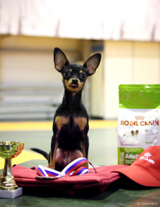 Питомник ТОТЕМТОЙ: щенки от заводчика - фото 3