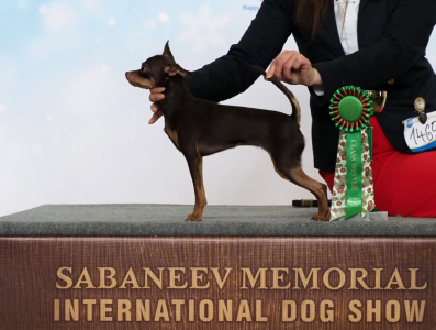 Питомник ТОТЕМТОЙ: щенки от заводчика - фото 4