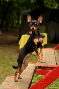 Питомник ТОТЕМТОЙ: щенки от заводчика - фото 5