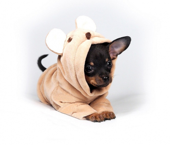 Питомник ТОТЕМТОЙ: щенки от заводчика - фото 6