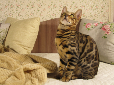 Питомник ЮШЕРУС: котята от заводчика - фото 2