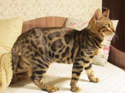 Питомник ЮШЕРУС: котята от заводчика - фото 3