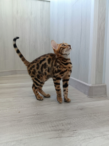 Питомник ЮШЕРУС: котята от заводчика - фото 4