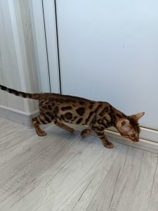 Питомник ЮШЕРУС: котята от заводчика - фото 5