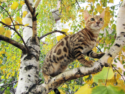 Питомник ЮШЕРУС: котята от заводчика - фото 6