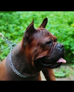 Питомник Endless Harmony: щенки от заводчика - фото 2