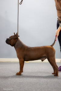 Питомник Endless Harmony: щенки от заводчика - фото 3