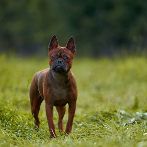 Питомник Endless Harmony: щенки от заводчика - фото 4