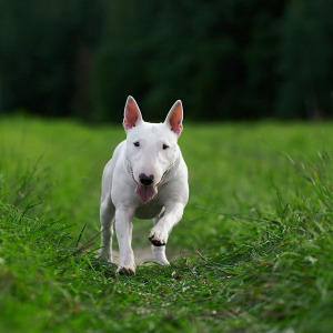 Питомник Endless Harmony: щенки от заводчика - фото 5