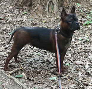 Питомник Endless Harmony: щенки от заводчика - фото 6