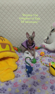 Питомник The Kingdom of Elite Elf talismans: котята от заводчика - фото 2