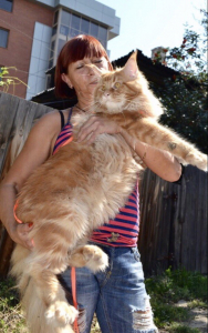 Питомник Фом Байкал Хаус: щенки от заводчика - фото 2