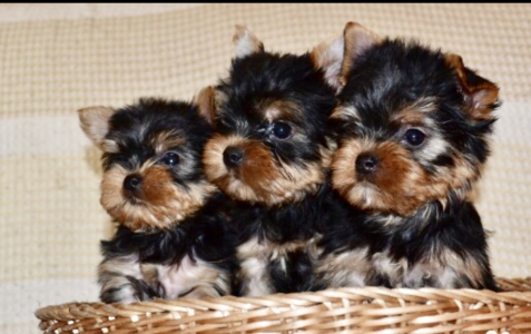 Питомник Фом Байкал Хаус: щенки от заводчика - фото 3