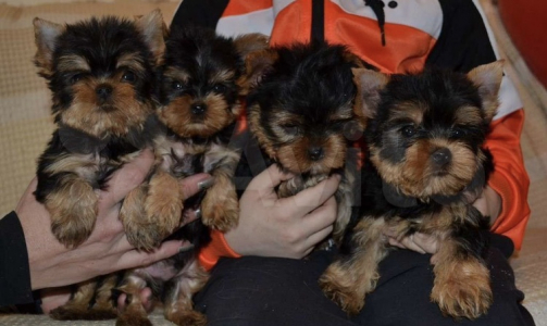 Питомник Фом Байкал Хаус: щенки от заводчика - фото 6