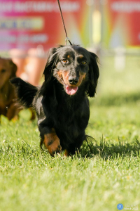 Питомник Шик Петербург: щенки от заводчика - фото 2
