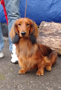 Питомник Шик Петербург: щенки от заводчика - фото 3