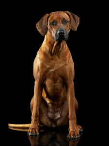 Питомник ЭЛЬ ТОРИ | ELE TORI: щенки от заводчика - фото 6