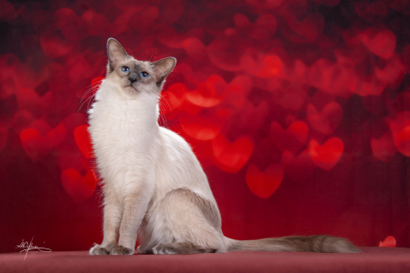 Питомник Magic Familiars: котята от заводчика - фото 4