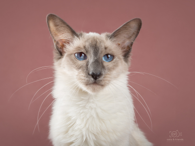 Питомник Magic Familiars: котята от заводчика - фото 2