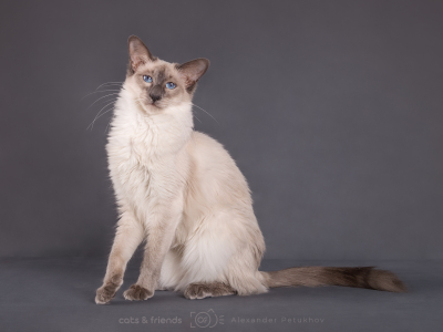 Питомник Magic Familiars: котята от заводчика - фото 3