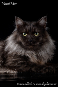 Питомник VinniMur: котята от заводчика - фото 2