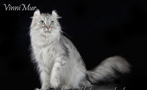 Питомник VinniMur: котята от заводчика - фото 5