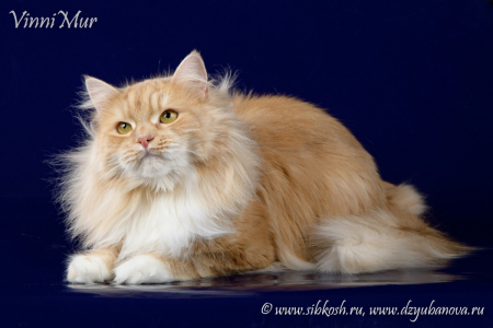 Питомник VinniMur: котята от заводчика - фото 3