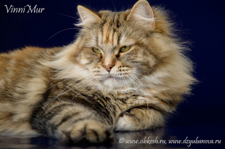 Питомник VinniMur: котята от заводчика - фото 6