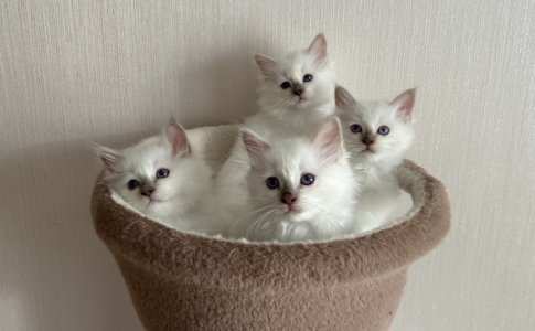 Питомник Zelener line: котята от заводчика - фото 4