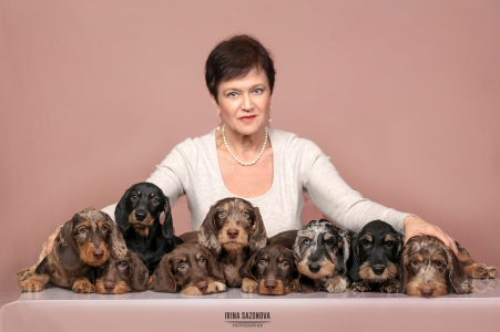 Из Ново-Переделкино - купить таксу в питомнике Москвы