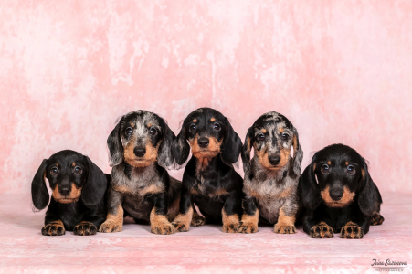 Питомник Из Ново-Переделкино: щенки от заводчика - фото 2