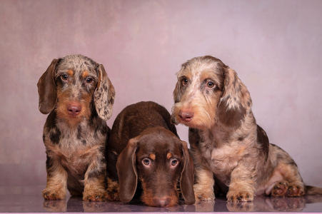 Питомник Из Ново-Переделкино: щенки от заводчика - фото 3