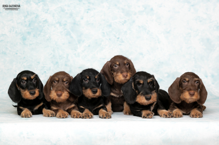 Питомник Из Ново-Переделкино: щенки от заводчика - фото 4