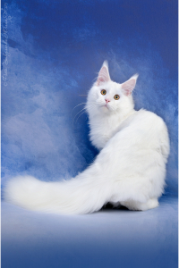 Питомник Котик Лексус от Солохиной: котята от заводчика - фото 5