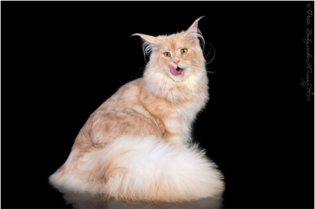 Питомник Котик Лексус от Солохиной: котята от заводчика - фото 6