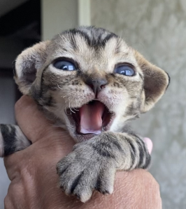 Питомник VINTAGE: котята от заводчика - фото 6