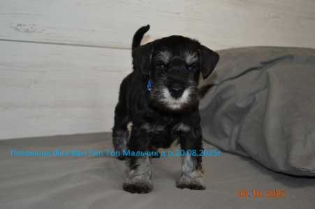 Питомник Фил Ван Тип Топ: щенки от заводчика - фото 2