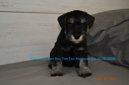 Питомник Фил Ван Тип Топ: щенки от заводчика - фото 3